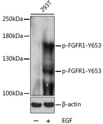 Western Blot: FGFR1 [p Tyr653] Antibody [NBP3-05382] - Western blot analysis of extracts of 293T cells, using FGFR1 pAb (NBP3-05382) at 1:1000 dilution.293T cells were treated by EGF (25 ug/mL) at 37? for 30 minutes after serum-starvation overnight. Secondary antibody: HRP Goat Anti-Rabbit IgG (H+L) at 1:10000 dilution. Lysates/proteins: 25ug per lane. Blocking buffer: 3% BSA. Detection: ECL Basic Kit. Exposure time: 30s.